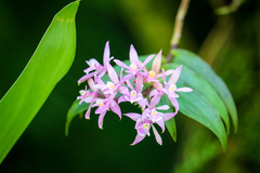 Epidendrum pansamalae