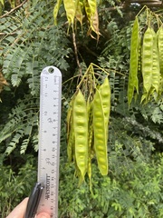 Albizia julibrissin julibrissin