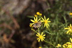 Zizina otis labradus
