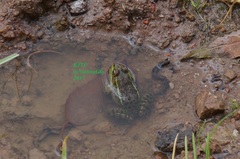 Lithobates montezumae