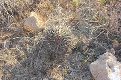 Ferocactus recurvus