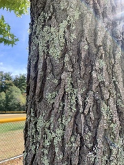 Lecanoromycetes