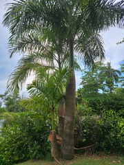 Roystonea borinquena