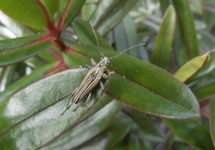 Navomorpha sulcata