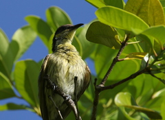 Gavicalis versicolor
