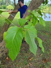 Cordia sulcata