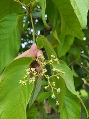 Cordia sulcata