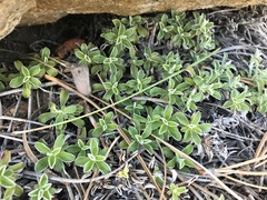Antennaria marginata