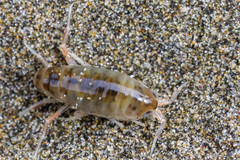 Orchestoidea tuberculata