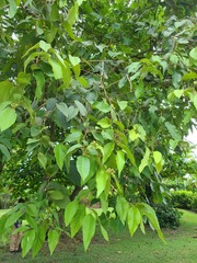 Cordia sulcata
