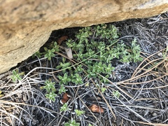 Antennaria marginata