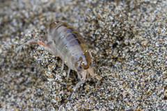 Orchestoidea tuberculata