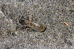 Orchestoidea tuberculata