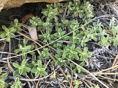 Antennaria marginata