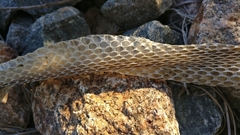 Masticophis flagellum