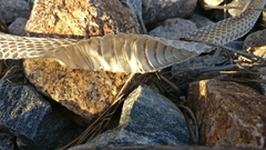 Masticophis flagellum