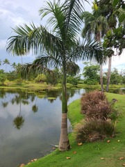 Roystonea borinquena