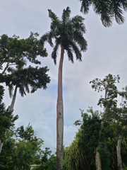 Roystonea borinquena