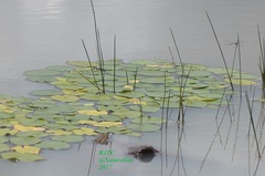 Lithobates montezumae