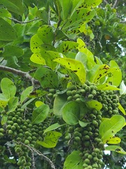 Coccoloba diversifolia