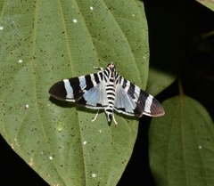 Lypotigris reginalis