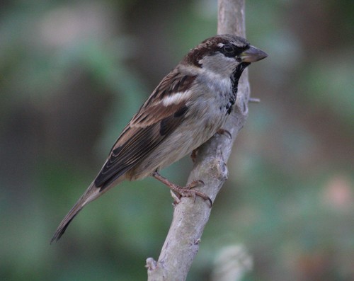 House Sparrow photographed in New Mexico
