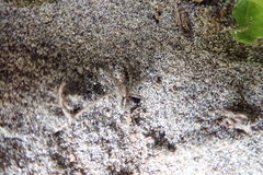 Anoteropsis litoralis