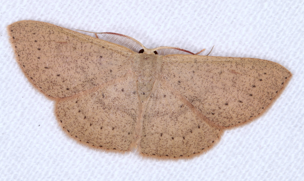 Cyclophora obstataria