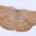 Cyclophora obstataria - Photo (c) Victor W Fazio III, some rights reserved (CC BY-NC), uploaded by Victor W Fazio III