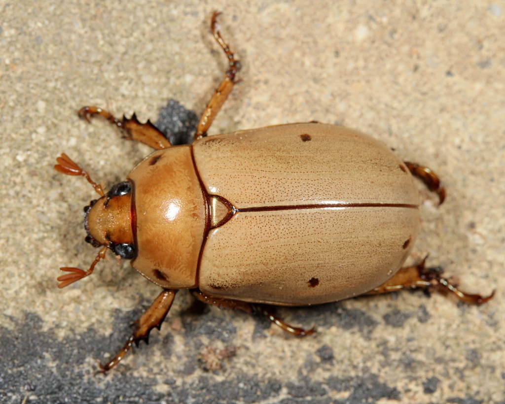 Precious Metal Scarabs (Genus Pelidnota) · iNaturalist