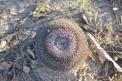 Mammillaria mystax