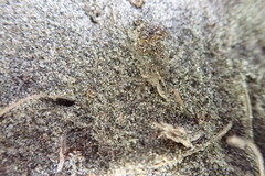 Anoteropsis litoralis