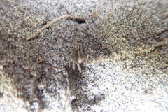 Anoteropsis litoralis