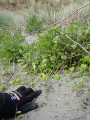 Anoteropsis litoralis