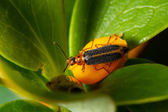 Hylodanacaea marginipennis