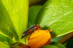 Hylodanacaea marginipennis