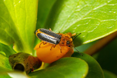 Hylodanacaea marginipennis