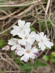 Glandularia platensis