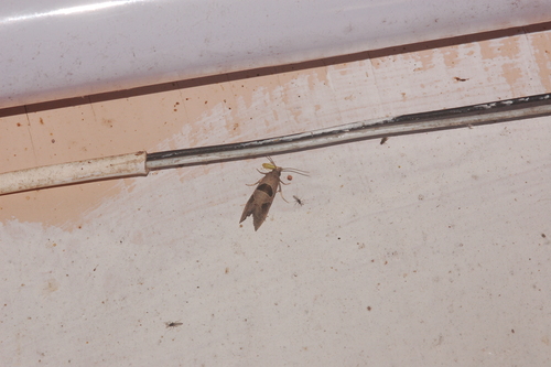 Triangle-backed Pelochrista Moth
