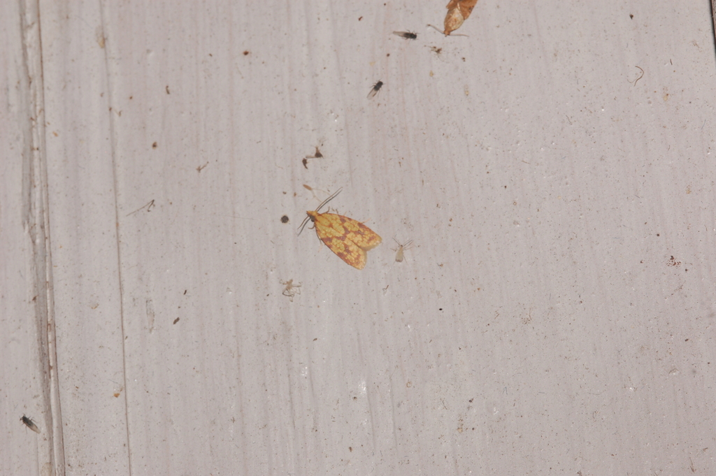 Sparganothis Fruitworm Moth