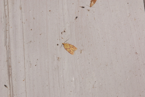 Sparganothis Fruitworm Moth