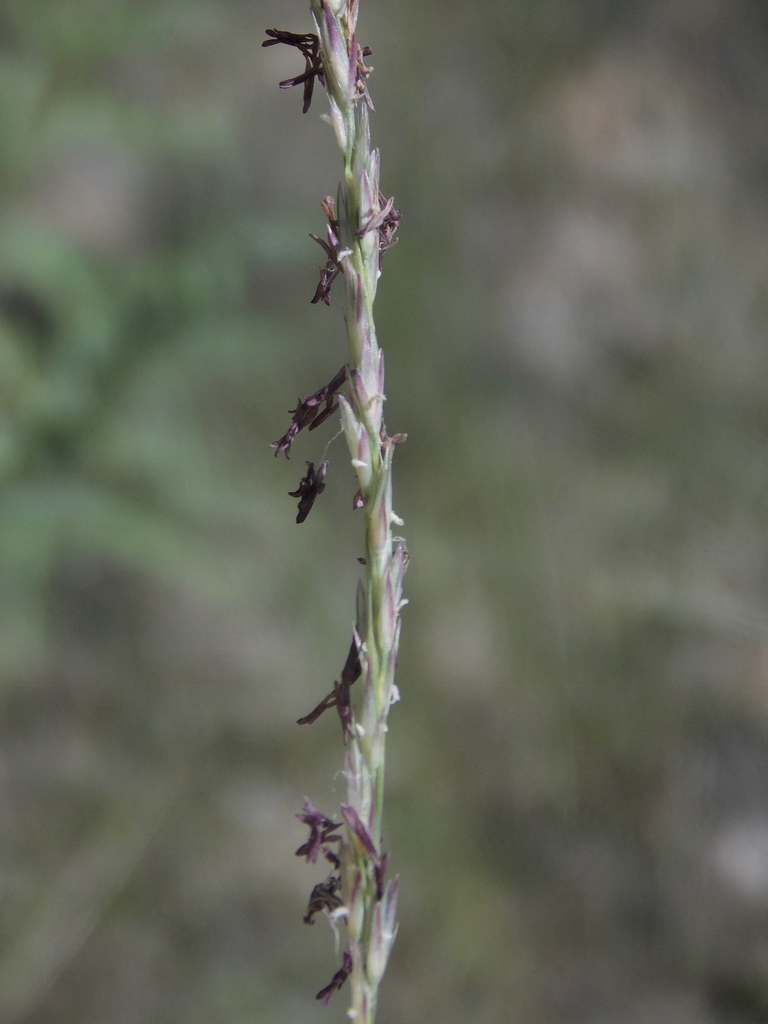 Tall Dropseed