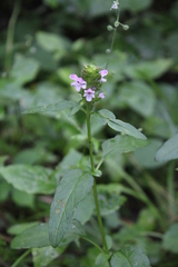 Prunella vulgaris lanceolata