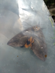 Eudocima serpentifera