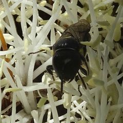 Amphylaeus obscuriceps