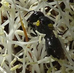 Amphylaeus obscuriceps