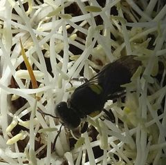 Amphylaeus obscuriceps