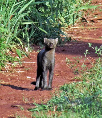 Jaguarundi