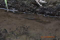 Dermogenys pusilla