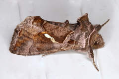 Chrysodeixis subsidens